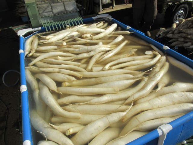 収穫した大根