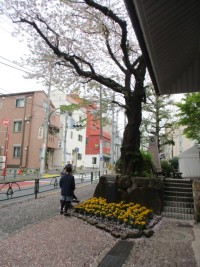 校門の桜