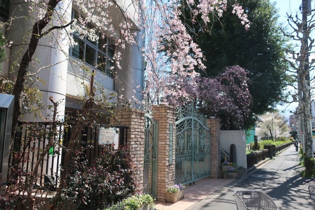 正門と桜の木