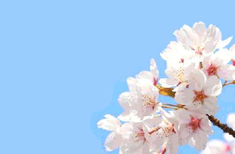 sakura.gif